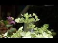 Russia Dutch Flower War Amsterdam Moscow Row Threatens Netherlands Flower Business