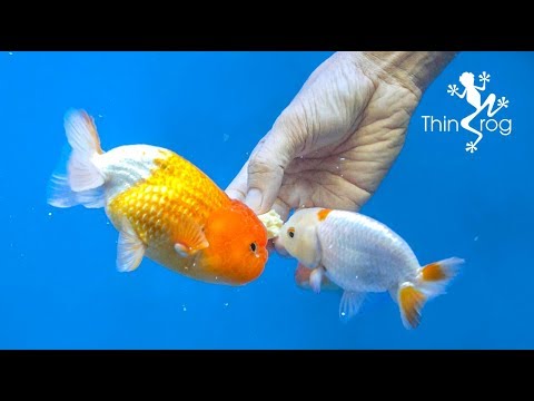 , title : '4 Best Goldfish Foods'