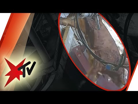 McDonald's-Fleischlieferant: Schockierende Bilder aus Schlachthof - die ganze Reportage | stern TV