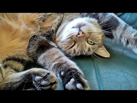 What Makes Cats Expose Their Belly