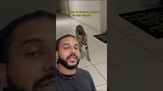 Ela ACHOU um gato SELVAGEM? | Biomesquita