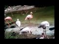 San Diego Zoo Safari Park Flight Of The Pink Flamingo