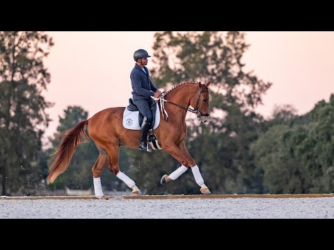 Horse for Sale | Top Quality Piro Free 1.72m Lusitano Gelding (REF#825)