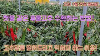 고추잎을 떨어뜨리고 익혀야 후물고추도 기막히게 수확합니다!! 고추농사 잘 짓는 농사의 여신 비법!!!