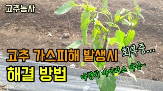 고추농사 고추모종 가스피해 발생시 간단 해결방법/유기질비료 및 퇴비에서 나오는 가스로인해 장애가 온듯합니다.
