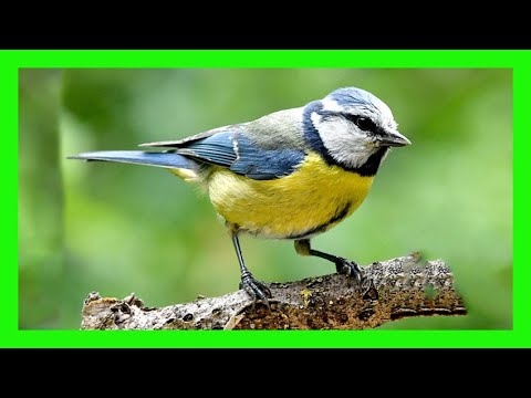 Blue Tit Song! Blue Tit Call! Blue Tit Voice! - Herrerillo Común Canto - Cyanistes Caeruleus