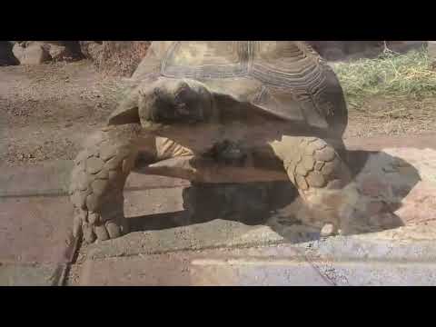 Whitman: This is What You shall Do. José Manuel Nava Bach4A