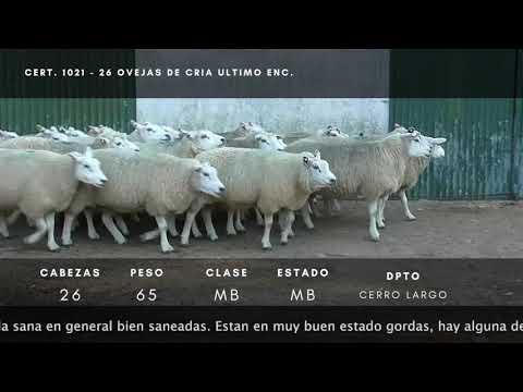 Lote 26 Ovejas Texel 65kg -  en Camino de la liebre a 25 km de Santa Clara del Olimar Ruta 7, Pablo Paez
