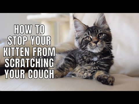 7 Tips to Get Your Kitten to NOT Scratch Your Couch