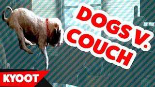 animale faze caini vs canapea