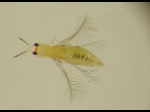 Fotograma del vídeo: Ciclo biológico de Scirtothrips dorsalis