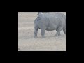 Rhinos Pee Like FUNNY