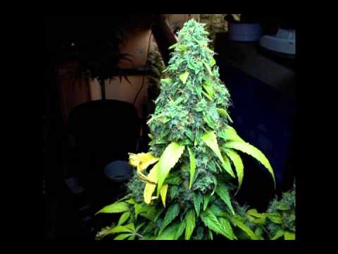 OLO - w poszukiwaniu WENY