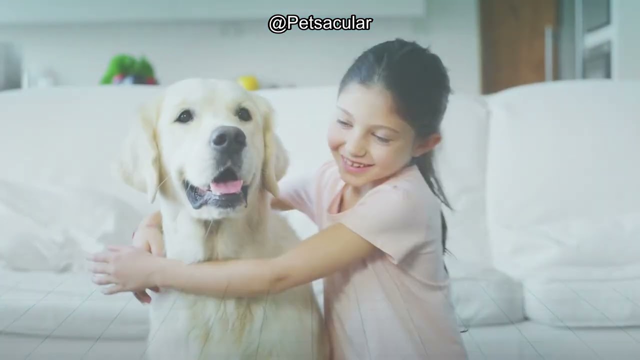 Simple Solution Disposable Dog Diapers Review: Are They Worth the Price for Your Pup?