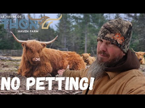 Why I Don’t Pet Our Highland Cows