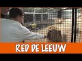 Wat doet Stichting Leeuw allemaal? | DierenpraatTV