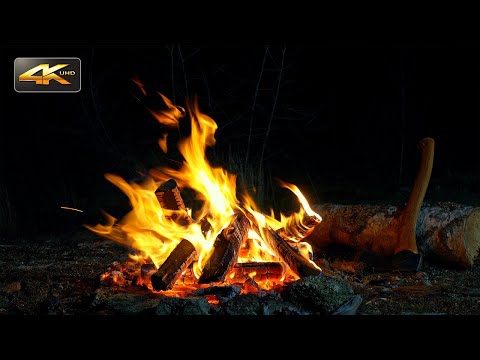 Night Campfire near the Forest🌲Authentic Sounds & Dark Ambience