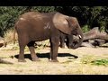 Kilimanjaro Safaris Full Ride POV Zebras Walt Disney World S Animal Kingdom FL