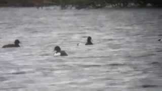 preview picture of video '28.3.15 Fuligule à tête noire (Aythya affinis, Lesser Scaup)'