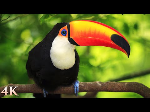 11 HOURS of Rainforest Birds in 4K - Colorful Breathtaking Birds with Sound by Nature Relaxation
