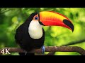 11 HOURS Of Rainforest Birds In 4K Colorful Breathtaking Birds With Sound By Nature Relaxation