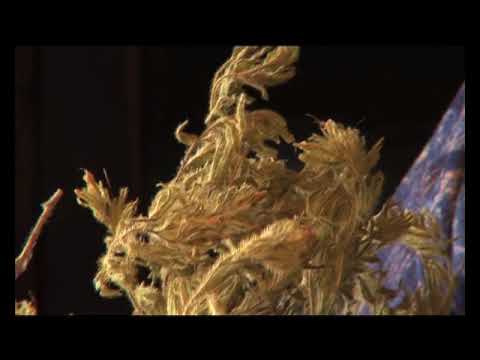 Las vinhas, las plantas e los remèdis