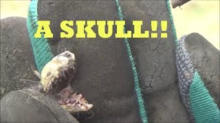 A SHREW SKULL? NASTY! METAL DETECTING AFTER A LONG WINTER.