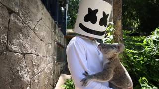 Marshmello gets attacked by a Koala in Australia