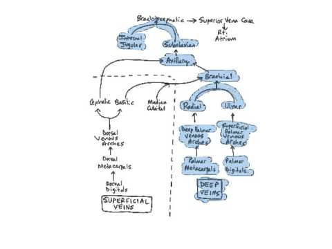 Veins of the Upper Limbs