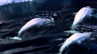 ♻️PlaNet School | Lo Sviluppo Sostenibile [ITA]