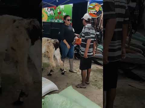 Feira de Cavalo de Abreu e Lima-PE Sábado: 07/03/26 #cavalo #feira #pecuarista