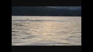 preview picture of video 'Humpback Whales in Kattfjord 04 desember 2012'