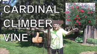 Cardinal Climber Vine [Seed to Planting] - Attracts Hummingbirds