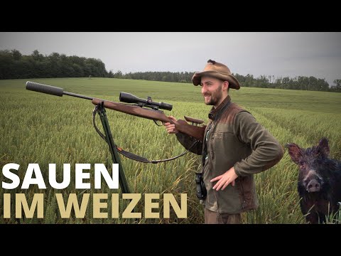 NAHKAMPF-Erlebnis! Sauenjagd im Weizen 🌾