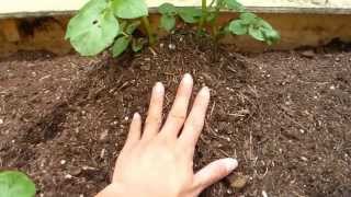 What to Plant in your Fall Vegetable Garden & Planting Seeds from the Garden!