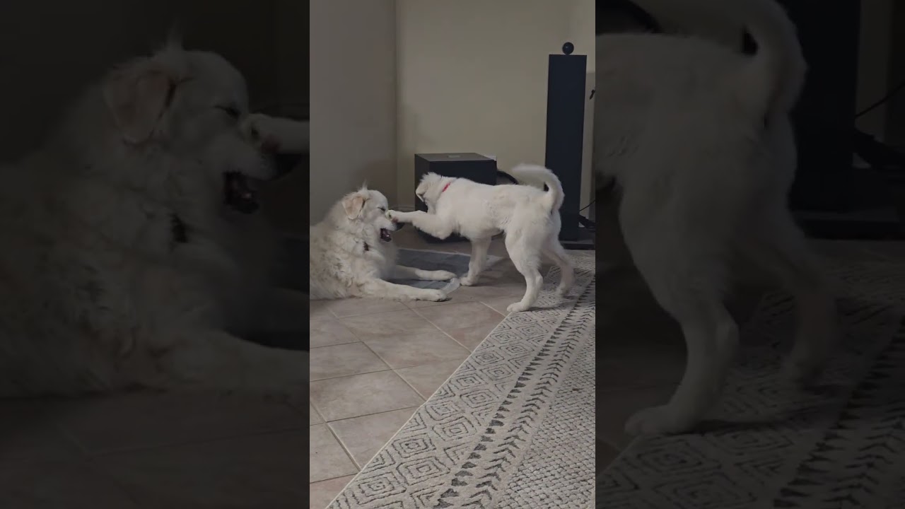 Maddie, an adopted Great Pyrenees in Spring, TX video 6/6