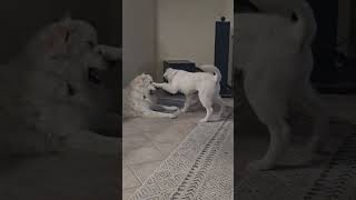 Video preview image #1 Great Pyrenees Puppy For Sale in Spring, TX, USA