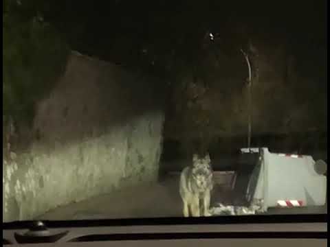 Il lupo rovescia i bidoni della spazzatura per cercare cibo. Assessore: «Preoccupati per i cittadini»