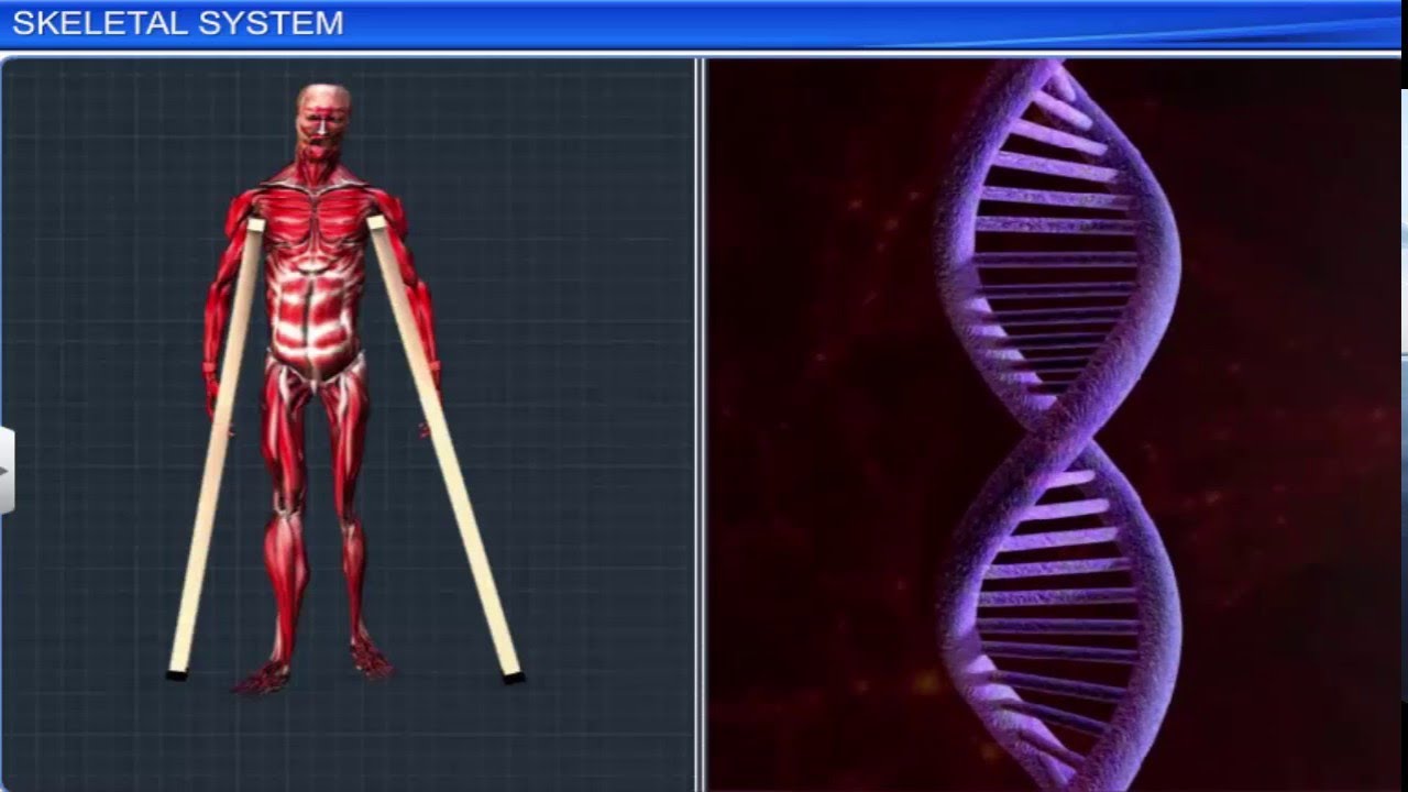 ICSE Class 9 Biology / Movement and Locomotion 1 –  Skeletal System