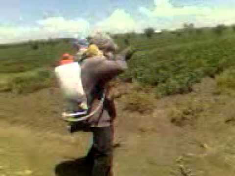 los sicarios del norte