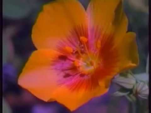 Poslanikova s.a.v.s. poslednja (oproštajna) hutba - Sadžit Onan