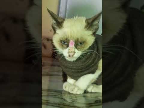 tumhare ye ishare#trending #shortvideo #cutiecatssss ❣️🐾🐾