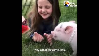 Pig Gets Mistaken For A Dog When He Goes To The Park