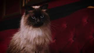 He runs a tight ship and should be compensated for it!| PetMeds