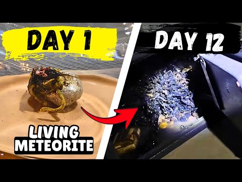 Panama Meteorite Growing Tentacles | Is It ALIEN?! (Eng Dub)