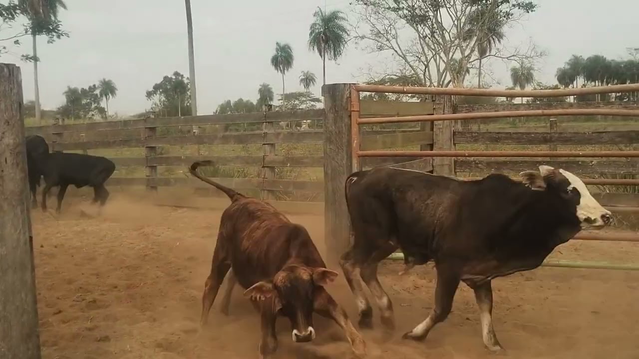 mais uma apartação de desmama feita