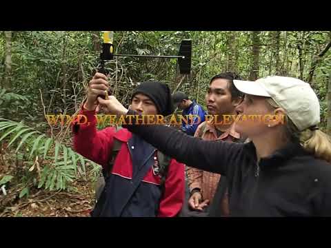 The Search for the Chinese Swamp Cypress