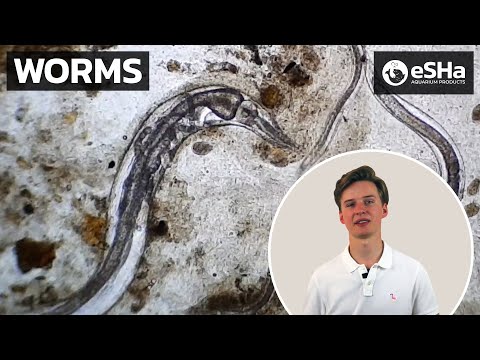 Microscopic Fecal Examination • Worms • PART 1