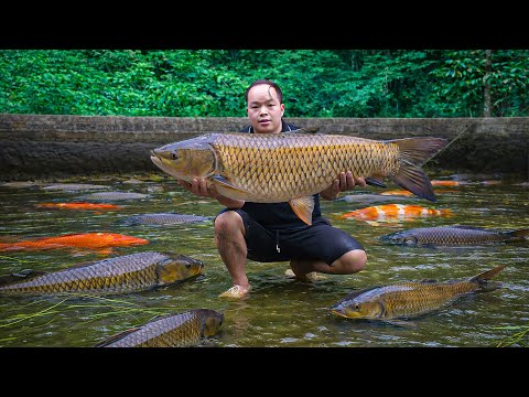 Cleaning Up and Releasing Fish into the Large Pond – A New Beginning for Raising Thousands of Fish