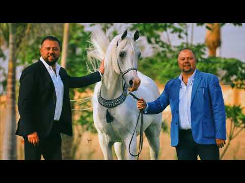 El Farida Stud History